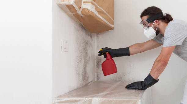 Professional Basement Mold Remediation technician working in Goldsboro, MD